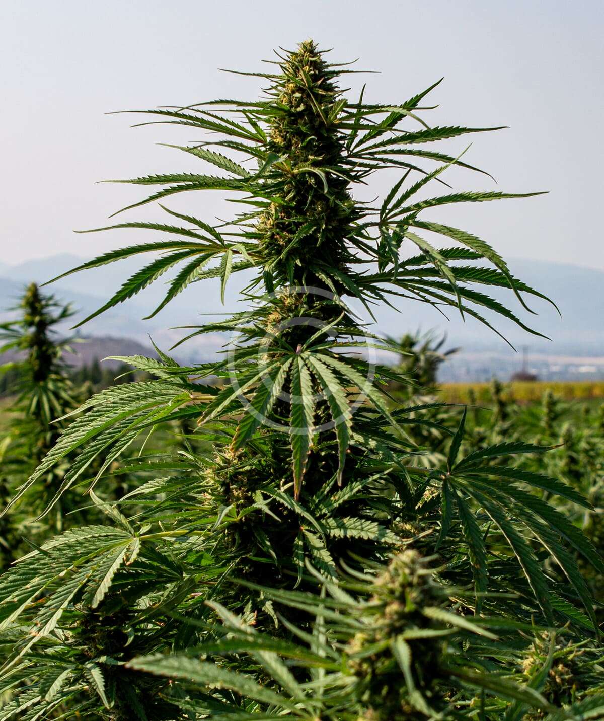 CBD-rich wellness hemp - Image 2